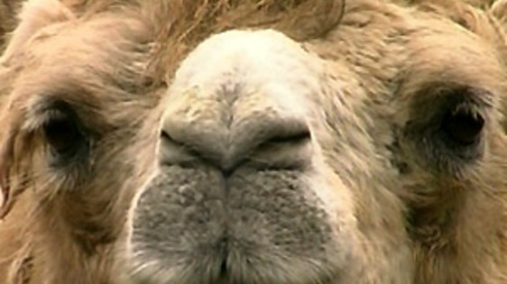 Architectural Facade